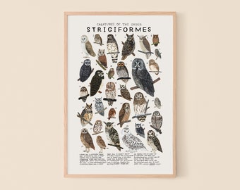 Strigiformes: Owls