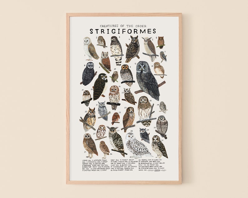 Strigiformes: Owls image 1