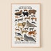 see more listings in the Land mammals section