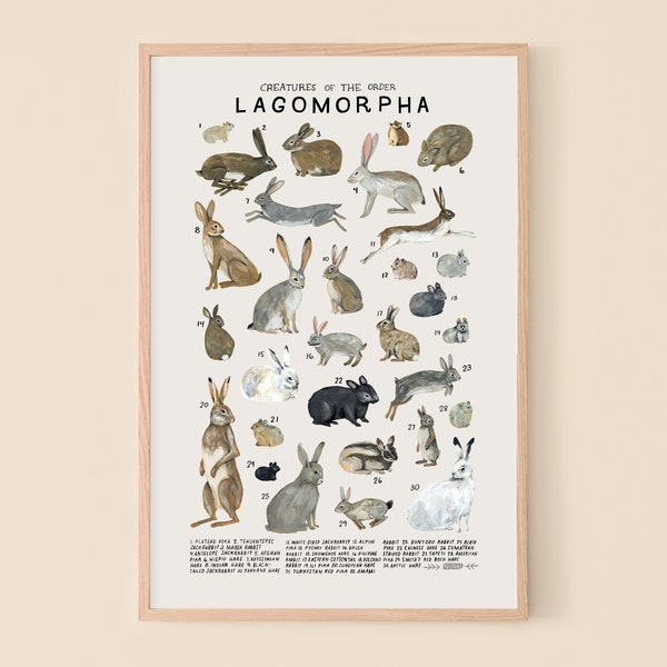 Lagomorpha: Rabbits, Hares, Pikas...