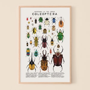 Coleoptera: Beetles