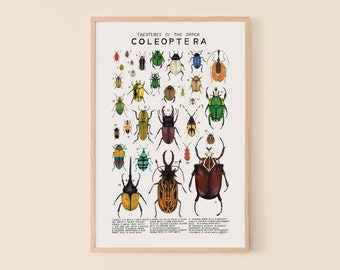 Coleoptera: Beetles