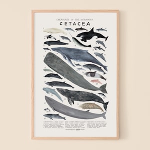 Cétacés: baleines, dauphins, marsouins 12 x 18 pouces