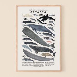 Cetacea: Whales, Dolphins, Porpoises