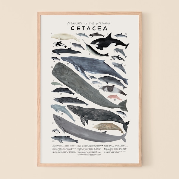 Cetacea: Whales, Dolphins, Porpoises