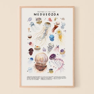 Medusozoa: Jellyfish