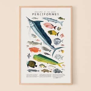 Perciformes: Ray Finned Fish