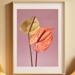 Minimalist Anthurium Flower Wall Art Print, Modern Botanical Poster with Pink Background, Digital Download Floral Home Decor Artwork