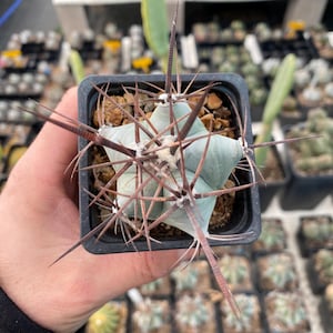 Cactus Echinocactus Platyacanthus