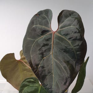 Anthurium papi - Etsy 日本