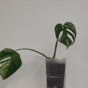 Monstera deliciosa albo variegata