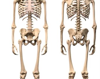 Guía de estudio de fin de rotación y PANCE de PA Orthopedic