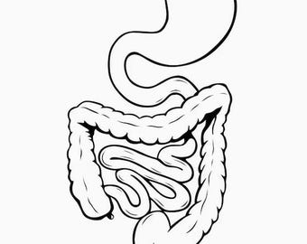 PA Orthopedic End of Rotation and PANCE Study Guide - Etsy