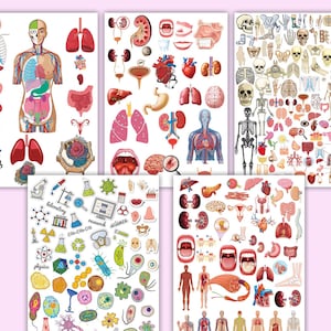 May include: A set of colorful illustrations of the human body, including the skeletal system, muscular system, circulatory system, digestive system, respiratory system, nervous system, and reproductive system. The illustrations are in a cartoon style and are perfect for educational purposes.