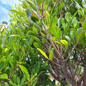 May include: A close-up view of a vibrant green tree with numerous leaves. The leaves are a bright green color with some yellowing around the edges. The tree branches are brown and the sky is visible in the background.