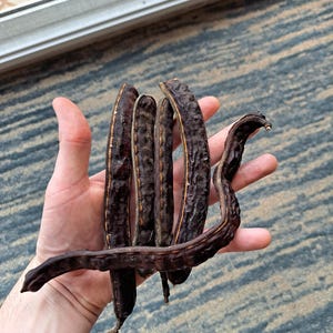 May include: A hand holding several dark brown carob pods. The pods have a curved shape and a textured surface. The pods are a natural brown color and appear to be dried. The background is a blue and gray patterned rug.