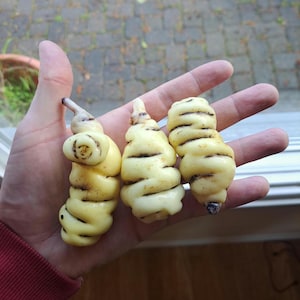 Mashua (Tropaeolum tuberosum): RARE tuber vegetable, Nasturtium relative "Ahahawat" cuttings and tubers