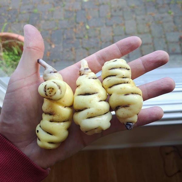 Mashua (Tropaeolum tuberosum): RARE tuber vegetable, Nasturtium relative "Ahahawat" cuttings and tubers