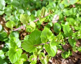 RARE Yerba Buena Plant or Cuttings, Heirloom Micromeria Douglasii