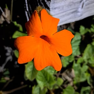 May include: Close-up of a vibrant orange flower with five petals. The flower is in full bloom, showcasing its bright color against a backdrop of green leaves and a wooden fence. The petals have a slightly ruffled texture.