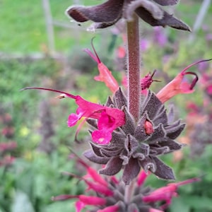 Hummingbird Sage Plant (Salvia Spathacea), California Heirloom Herb