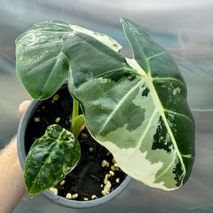 Alocasia Micholitziana Frydek Variegata, variegated alocasia, rare tropical plant, grown in own greenhouse, alocasia frydek variegated