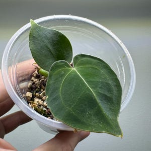Anthurium papillilaminum x forgetii &#39;Dark Form&#39;