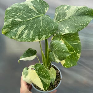 Monstera Thai Constellation, variegated monstera, monstera deliciosa, monstera growing in own greenhouse, monstera deliciosa thai Con