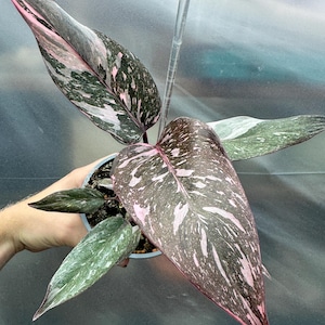 Philodendron Pink Princess, variegated philodendron, philodendron erubescens, grown in own greenhouse, philodendron pink princess, variegata