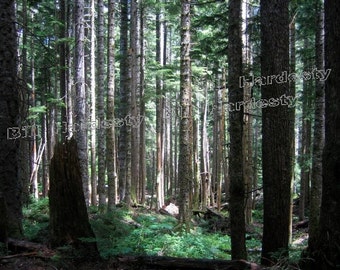 Forest Photogragh,Tree Photo, Pacific Northwest Fir Trees, Beautiful Trees, Nature Art, Yoga Art, Calm Art,  Enchanted Woodlands,