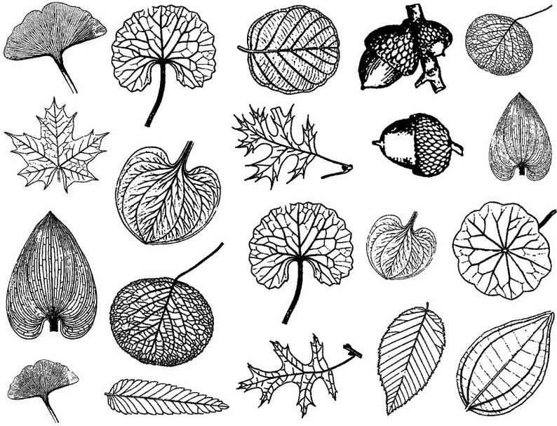 Small Leaves Decals for Ceramic, Glass and Enamel image 5