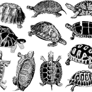 Land Turtles and Tortoises - Ceramic Overglaze Decal - Glass Fusing Decal - Enamel Decal - LEAD FREE & Food Safe