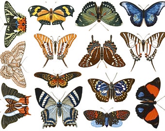Colorful Butterflies #2 - Foodsafe - Ceramic Decal, Enamel Decal