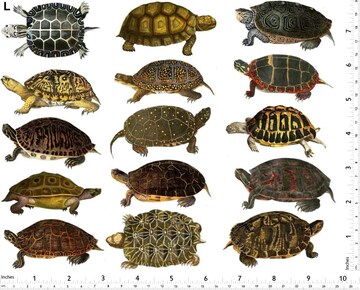 Colorful Land Turtles - Ceramic Overglaze Decal - Glass Fusing Decal - Enamel Decal - Not Food Safe