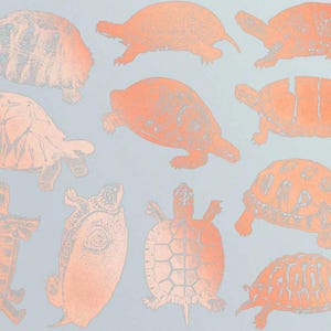 Land Turtles and Tortoises - Low Temperature Glass Decal - LEAD FREE & Food Safe