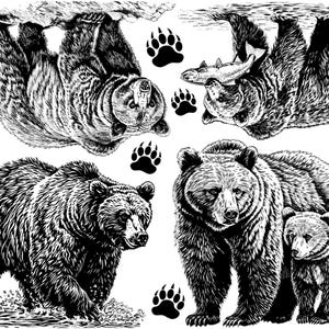 Peut inclure: Illustration en noir et blanc de quatre ours. Deux ours sont debout sur leurs pattes arrière, l'un marche et l'autre nage. Les ours sont tous tournés dans des directions différentes. L'illustration est sur un fond blanc.