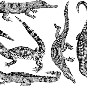 May include: Black and white line drawing illustration of four crocodiles. The crocodiles are in various poses, including swimming, walking, and standing. The illustration is a vintage style.