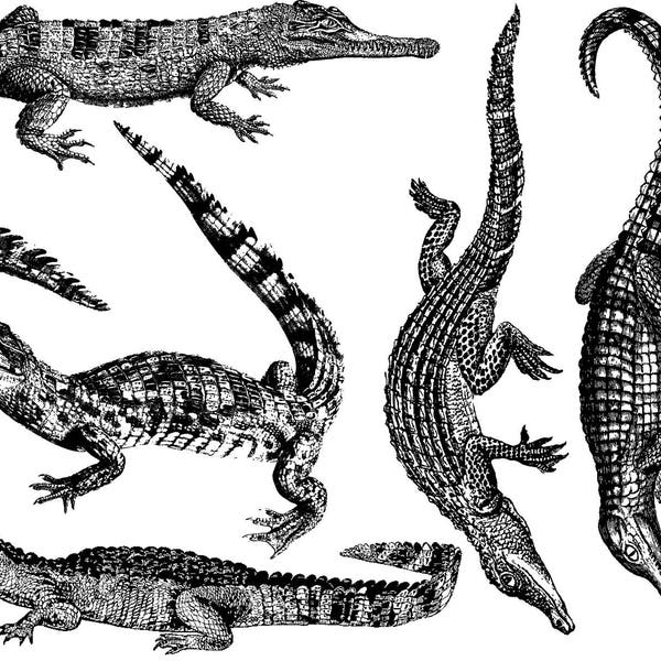 Crocodile and Alligator - Ceramic Decal - Glass Decal - Enamel Decal - LEAD FREE & Food Safe