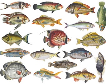 Peixe colorido #1 - Foodsafe - Decalque de cerâmica, decalque de esmalte