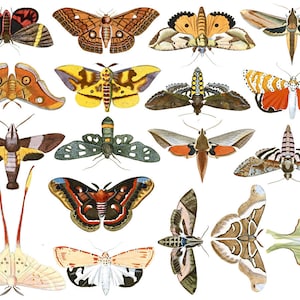 Colorful Moths #2 - Foodsafe - Ceramic Decal, Enamel Decal