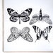 see more listings in the Butterfly/ Insects section