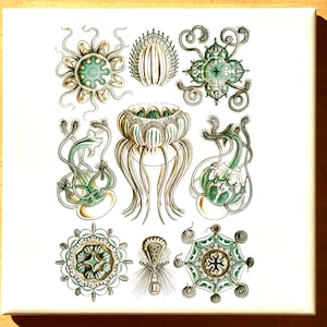 Turquoise Jellyfish Illustrations - Ceramic Overglaze Decal - Glass Fusing Decal - Enamel Decal - Not Food Safe