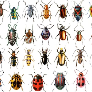 May include: A collection of 25 colorful beetle illustrations, featuring various species with intricate patterns and markings. The beetles are depicted in a variety of poses, showcasing their unique characteristics.