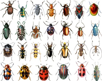 Colorful Beetles - Not Foodsafe - Glass Fusing Decal, Ceramic Decal, Enamel Decal