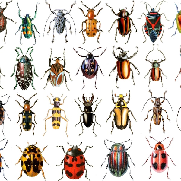 Colorful Beetles - Not Foodsafe - Glass Fusing Decal, Ceramic Decal, Enamel Decal