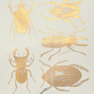 Large Scarab Beetles Ceramic Decals, Glass Decals or Enamel Decals