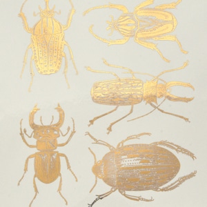 Large Scarab Beetles - Ceramic Overglaze Decal - Glass Fusing Decal - Enamel Decal - LEAD FREE & Food Safe