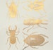 Large Scarab Beetles Ceramic Decals, Glass Decals or Enamel Decals 