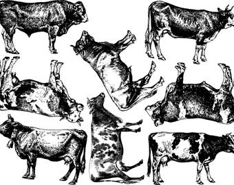 Cows Ceramic Decals, Glass Decals or Enamel Decals