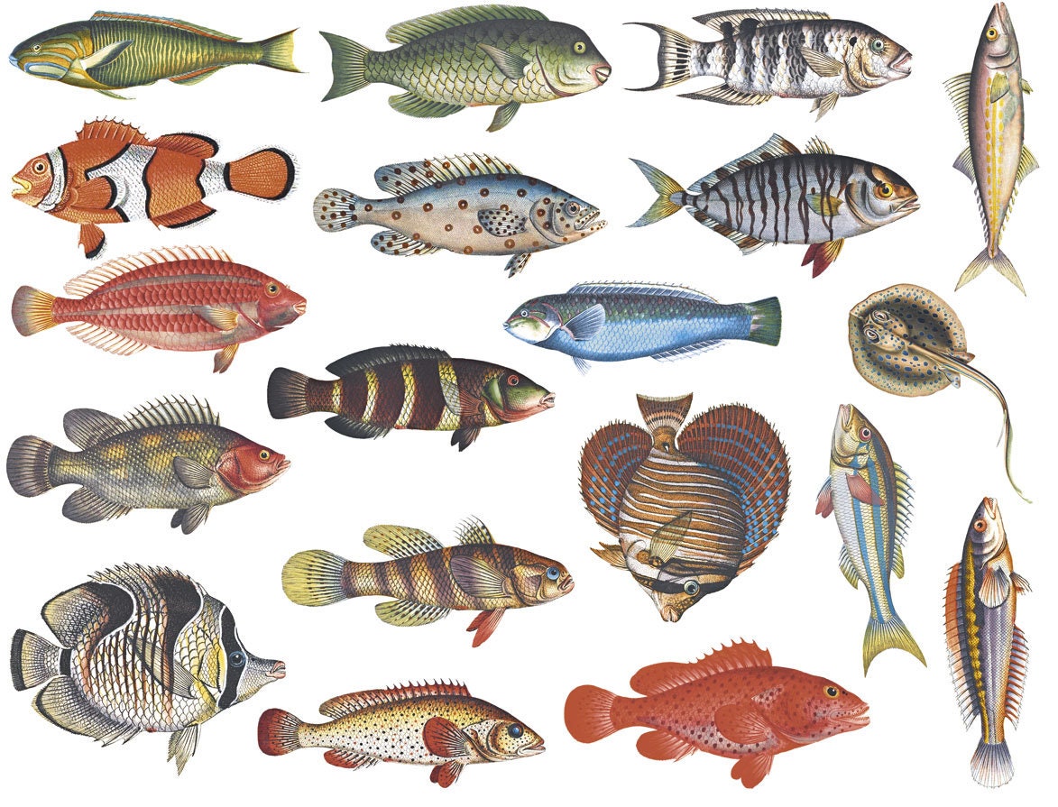 Make-a-sea 12 Hojas De Pegatinas De Peces Y Animales Del Oce Make-a-sea 12 Hojas De Pegatinas De Peces Y Animales Del Oce